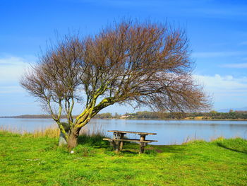Tree on field by lake against sky