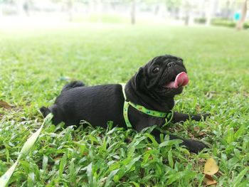 Black dog lying on field