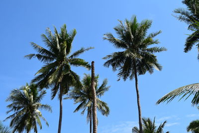 Low angle view of palm trees against clear blue sky