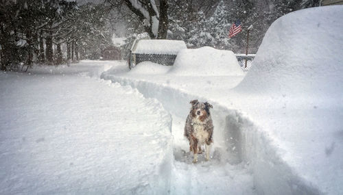 Dog walking on snow covered field