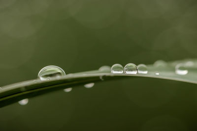 Close-up of water drops on plant