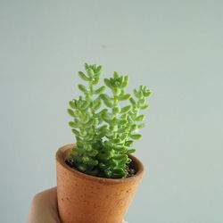 Close-up of hand holding potted plant against white background