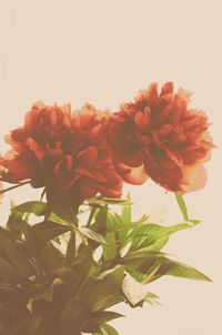 Close-up of flowers against blurred background