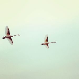 Low angle view of bird flying against clear sky