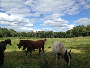 Cows grazing on grassy field against cloudy sky