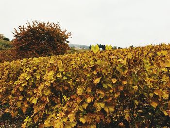 View of oilseed rape field against sky