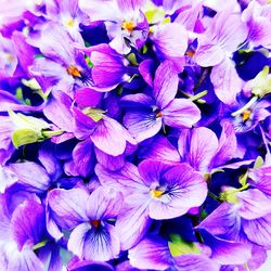 Full frame shot of purple flowers