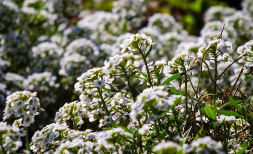 Close-up of white flowering plant