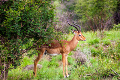 A deer in an african game reserve or safari