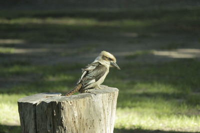 Close-up of wooden post on wooden post