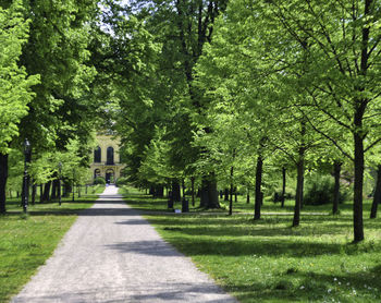 Trees in park