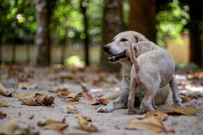 Playful dogs on field