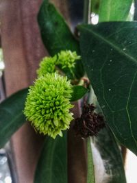 Close-up of potted plant