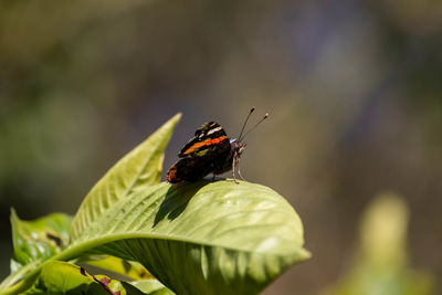 Close-up of butterfly pollinating on leaf