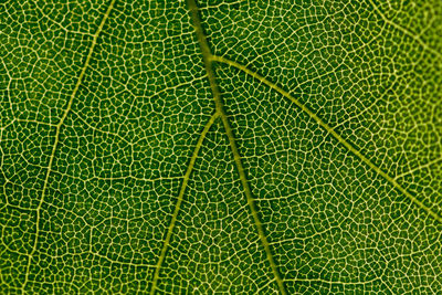 Full frame shot of leaf