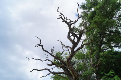 Low angle view of bare trees against sky