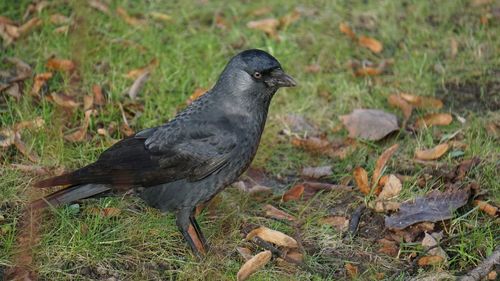 Close-up of bird perching on field