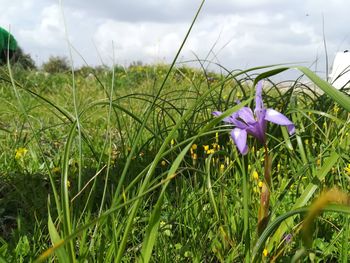 Close-up of crocus blooming on field