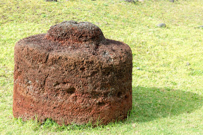 Close-up of grass on field