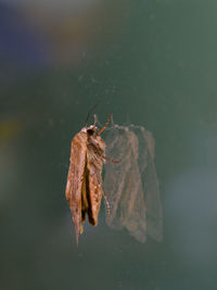 Close-up of insect on dry leaf