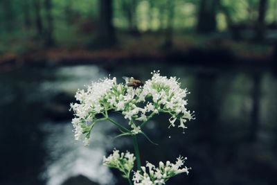 Close-up of white flowering plant