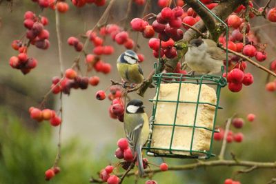 Bird feeding in a garden