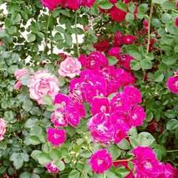 Close-up of pink flowers blooming outdoors