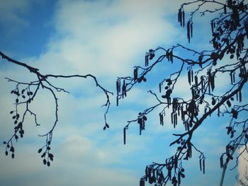 Low angle view of tree against sky