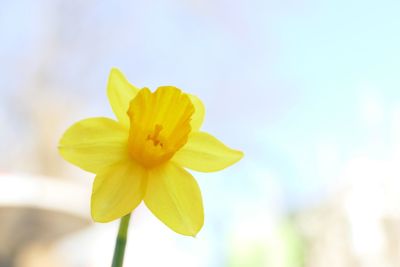 Close-up of yellow flower