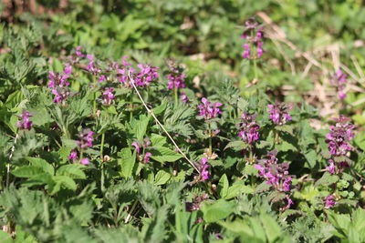 Purple flowering plants on land