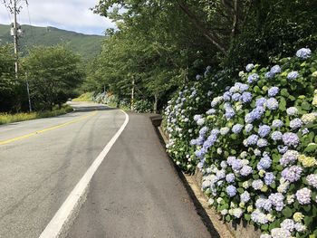 Road amidst flowering plants and trees