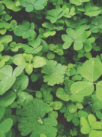 High angle view of wet plants