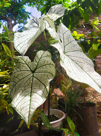 Close-up of leaves on tree