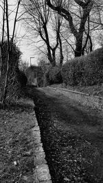 Bare trees along road