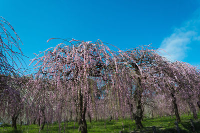 Low angle view of tree against blue sky