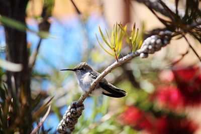 Close-up of bird perching on branch