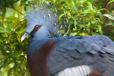 Close-up of a bird