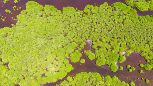 High angle view of leaves floating on lake