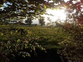 Trees and plants growing on field