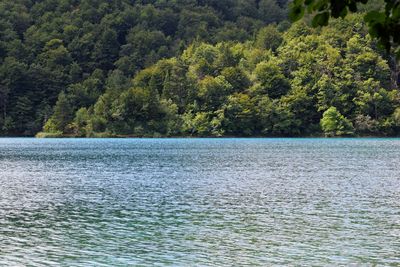 Scenic view of lake in forest