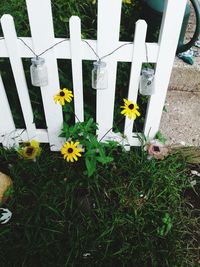 Flowers growing in field