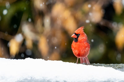 Close-up of bird perching on snow