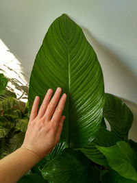 Close-up of hand touching leaves