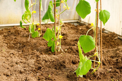 Plant growing in garden