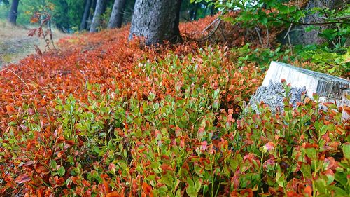 Flowering plants and trees on field during autumn