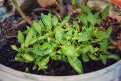 High angle view of potted plant