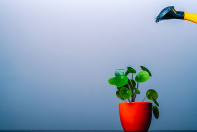 Close-up of potted plant against blue wall