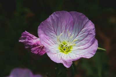 Close-up of pink rose flower