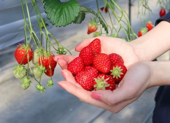 Cropped image of hand holding strawberries