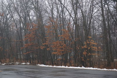 Bare trees in forest during winter